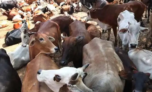 11 cattle die in the cattle pound within two days; allegations of suffering due to hunger and thirst; villagers demand action